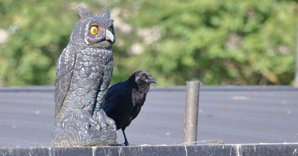 Talv on metsloomadele jaoks raske aeg, sest looduses jääb toidulaud kesiseks. Mida külmemaks lähevad ilmad ja mida rohkem on lund, seda keerulisemaks muutub toi