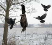 Surnud vares rippumas ja varesed lendavad eemale