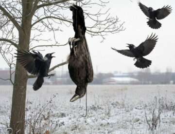 Surnud vares rippumas ja varesed lendavad eemale