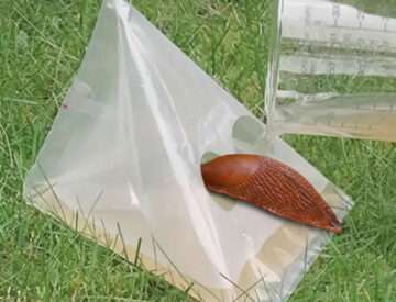 Lõks hispaania teetigudele